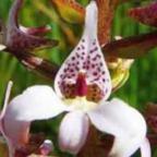 Satyrium rhynchanthum orchid?e - orchid?es graines
