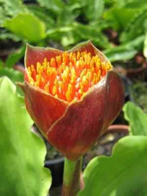 Scadoxus membranaceus Scadoxus seeds