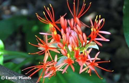 Scadoxus multiflorus  seeds