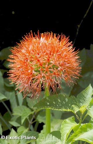 Scadoxus multiflorus  seeds