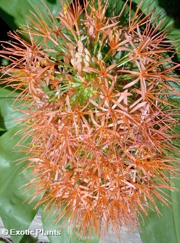 Scadoxus multiflorus  seeds