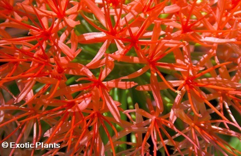 Scadoxus multiflorus  seeds