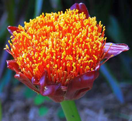 Scadoxus puniceus paintbrush lily seeds