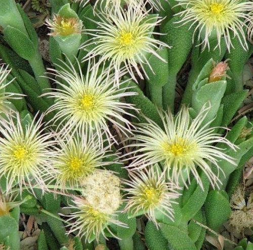 Sceletium tortuosum Canna seeds