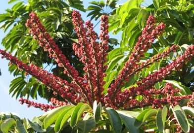 Schefflera actinophylla Umbrella Tree seeds