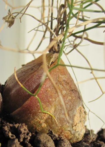 Schizobasis intricata syn: Drimia intricata seeds