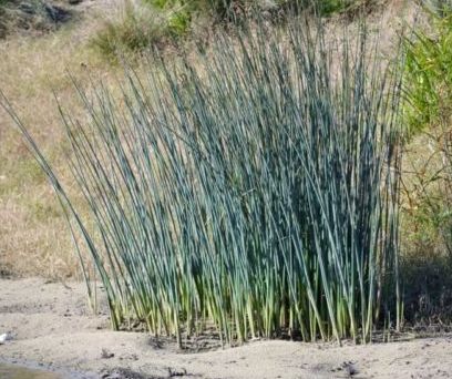 Schoenoplectus validus River Club Rush River Club Rush Grass seeds