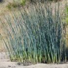 Schoenoplectus validus River Club Rush River Club Rush Grass seeds