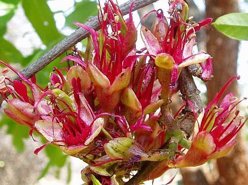 Schotia brachypetala weeping boer-bean seeds