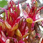 Schotia brachypetala Arbre Fuschia graines