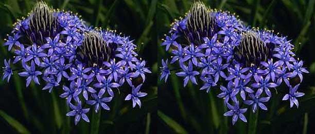 Scilla cf odorata dark blue scilla silvestre seeds