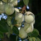 Sclerocarya birrea ssp caffra Marula-Baum - Elefantenbaum Samen