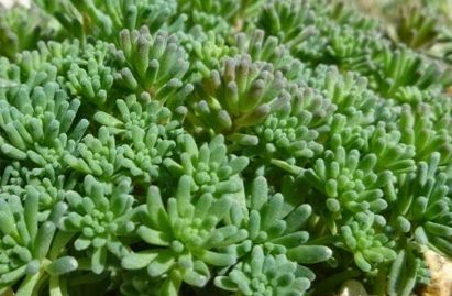 Sedum Rubens Lizard Lizard of Madagascar seeds