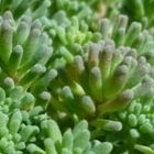 Sedum Rubens Lizard