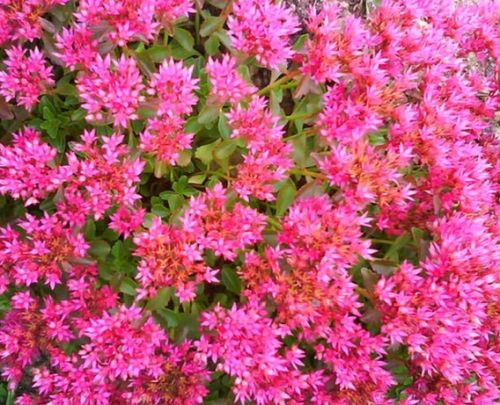 Sedum Spurium Coccineum Dragons Blood Crimson Or Two Row Stonecrop Seeds