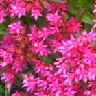 Sedum spurium coccineum Dragons Blood - Crimson or Two-row Stonecrop seeds