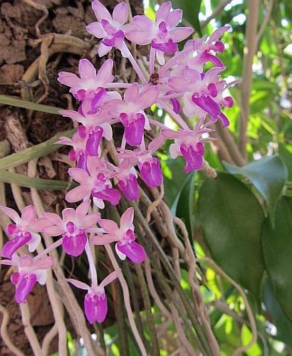 Seidenfadenia mitrata orchids seeds