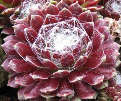 Sempervivum arachnoideum Cobweb Hen and Chick seeds