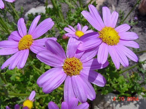 Senecio elegans greater purple ragwort seeds