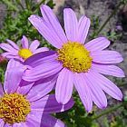 Senecio elegans greater purple ragwort seeds