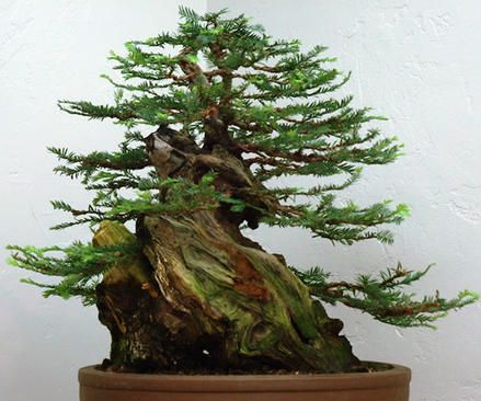 Sequoia sempervirens Coast Redwood seeds