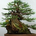 Sequoia sempervirens  semillas