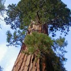 Sequoiadendron giganteum  semi