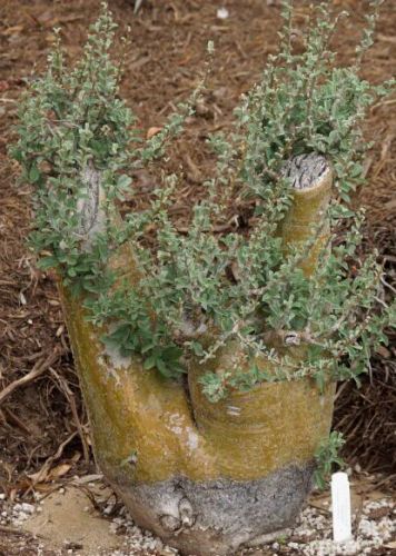 Sesamothamnus lugardii Caudiciform seeds