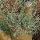 Sesamothamnus lugardii Plante caudex graines