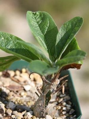 Sesamothamnus rivae syn: Sesamothamnus erlangeri seeds