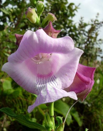 Sesamum angolense syn: Sesamum macranthum seeds