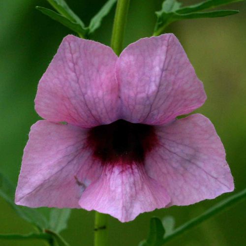 Sesamum triphyllum syn: Sesamum gibbosum, Sesamum lepidotum seeds