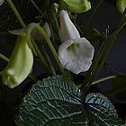 Sinningia eumorpha Caudexpflanze Samen
