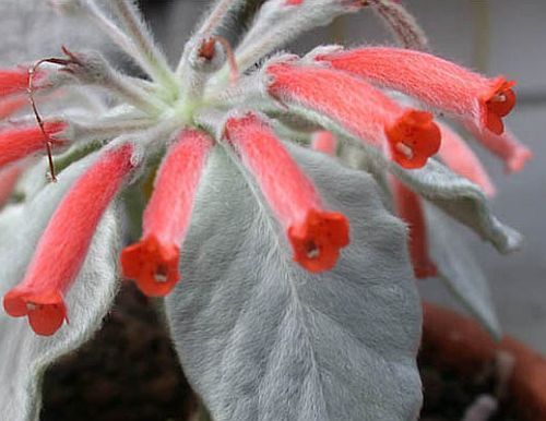 Sinningia leucotricha Brazilian Edelweiss seeds