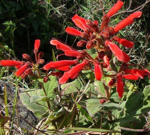 Sinningia magnifica syn: Rechsteineria magnifica - Brazilian Edelweiss seeds