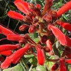 Sinningia magnifica syn: Rechsteineria magnifica - Brasilianisches Edelweiss Samen