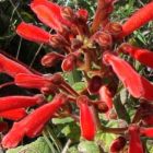 Sinningia magnifica syn: Rechsteineria magnifica - Brazilian Edelweiss seeds