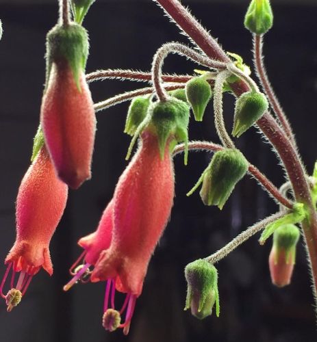 Sinningia sellovii Hardy red Gloxinia seeds