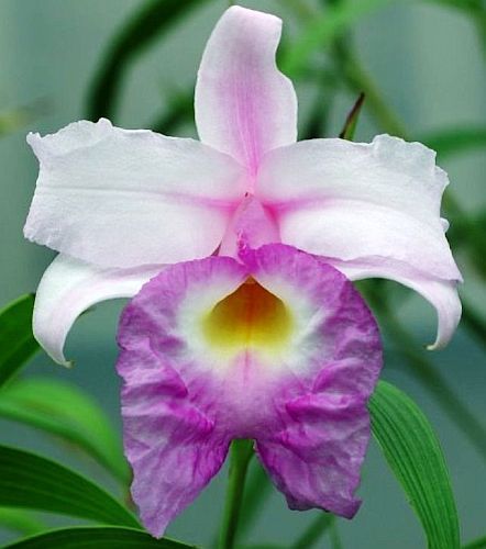 Sobralia veitchii bamboo orchid seeds