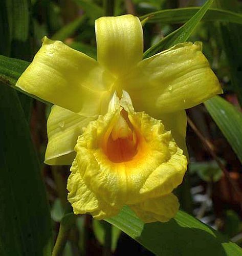 Sobralia xantholeuca orchid seeds