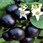 Solanum melanocerasum Garden-huckleberry graines