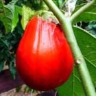 Solanum melogena Aubergine rouge graines