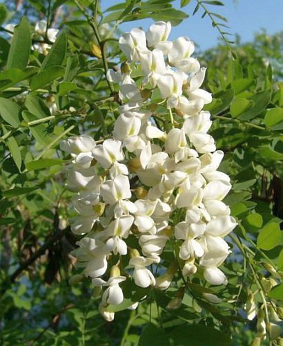 Sophora japonica Pagoda Tree seeds