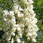 Sophora japonica ﻿Софора японская cемян