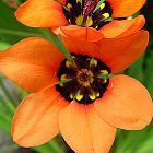 Sparaxis elegans Fleur arlequin graines