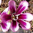 Sparaxis grandiflora ssp grandiflora Harlequin Flower semi