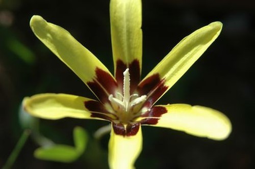 Sparaxis maculosa cape buttercupÂ  seeds