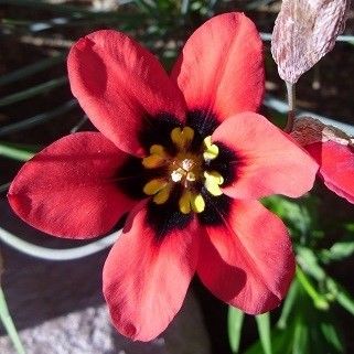 Sparaxis pillansii Harlequin flower seeds