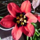 Sparaxis pillansii Harlequin flower seeds