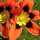 Sparaxis tricolor Zigeunerblume Samen